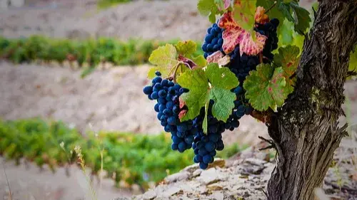 Field Blend" Red Wine