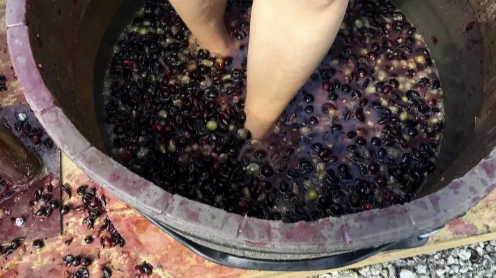 Grape Stomp in September douro valley