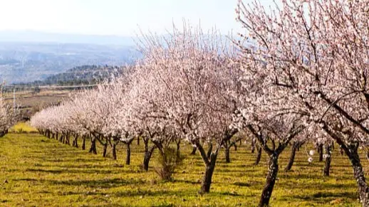 Spring Douro River